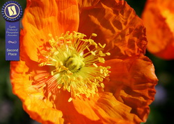 Flower-Ecu